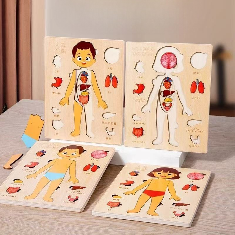 Human Body Puzzle - Пазлы Монтессори, занятая доска, обучение человеческого
