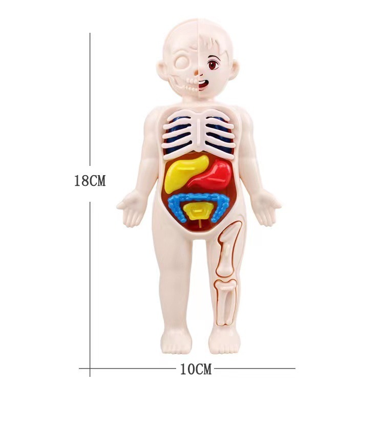 Human Body Puzzle - Монтессори 3D-пазл, 14 деталей, модель анатомии
