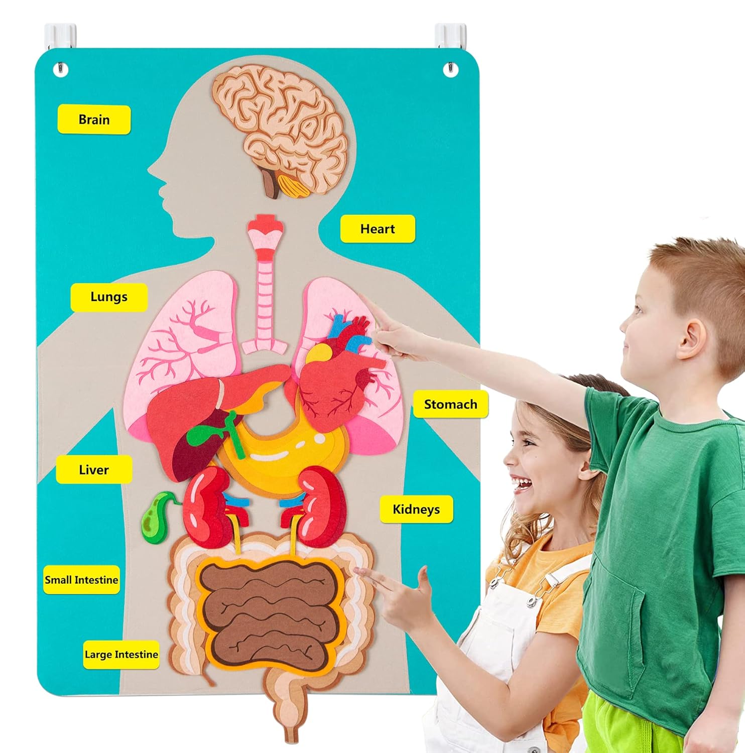 Human Body Puzzle - Детали человеческого тела, фетровая доска, истории