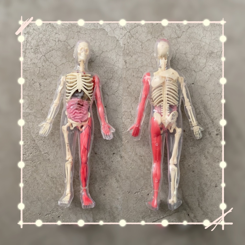 Human Body Puzzle - В наличии: Оригинальная модель человеческого органа