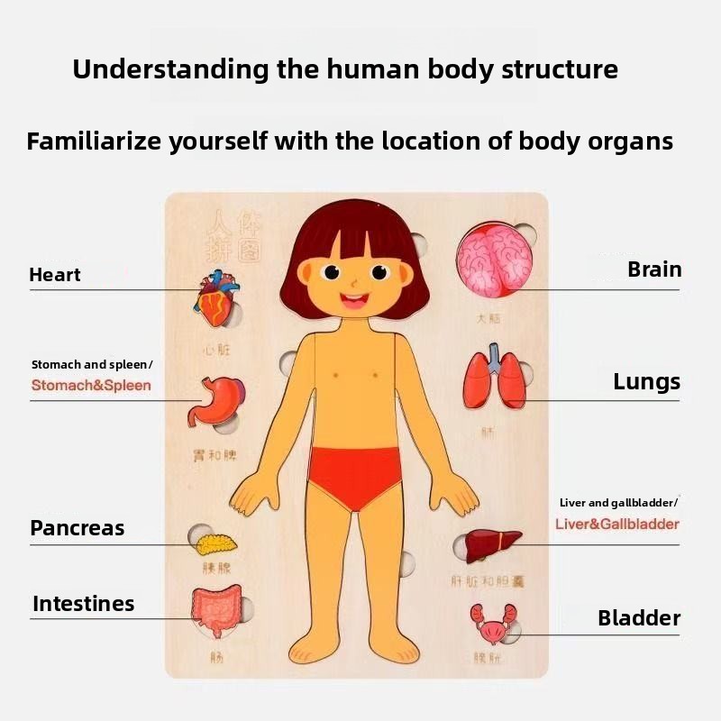 Пазлы Монтессори, занятая доск – обзор и цена Human Body Puzzle