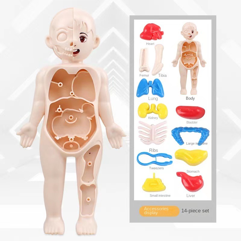 Монтессори 3D-пазл, 14 деталей – обзор и цена Human Body Puzzle