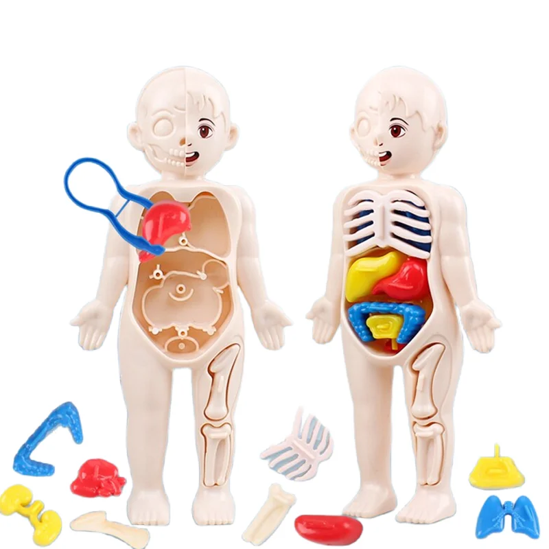 Монтессори 3D-пазл, 14 деталей – обзор и цена Human Body Puzzle