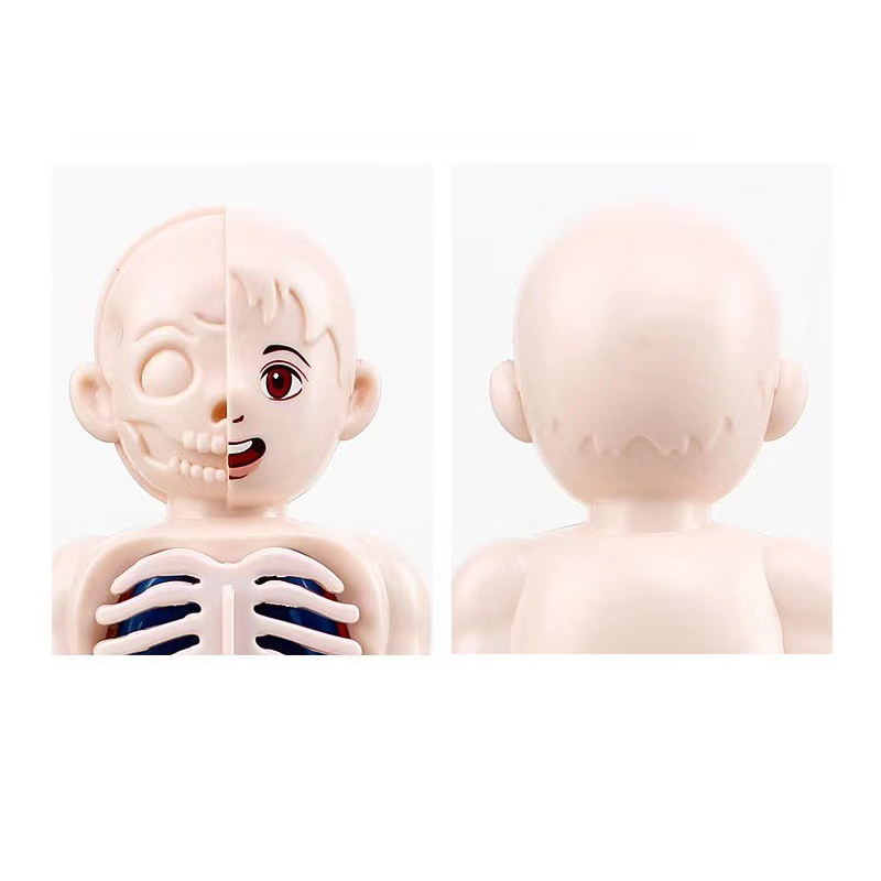 Монтессори 3D-пазл, 14 деталей – обзор и цена Human Body Puzzle
