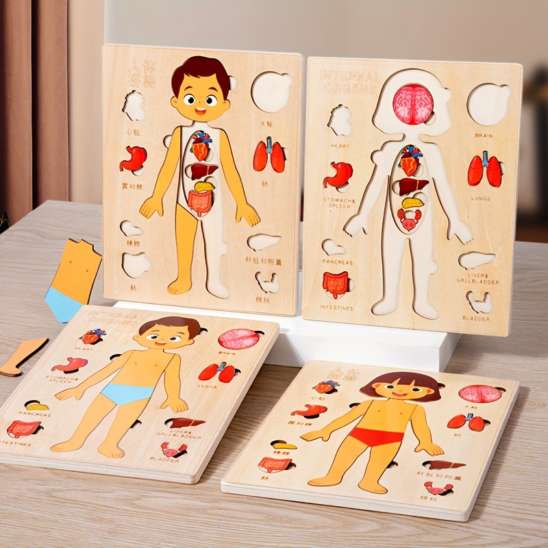 Пазлы с человеческим телом для – обзор и цена Human Body Puzzle