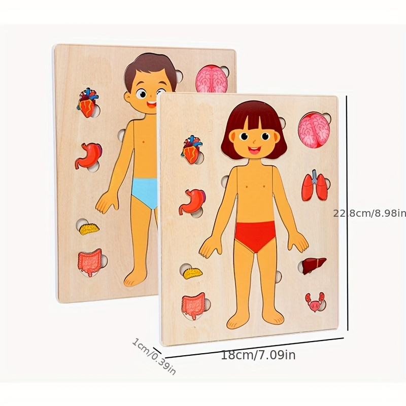 Пазлы с человеческим телом для – обзор и цена Human Body Puzzle