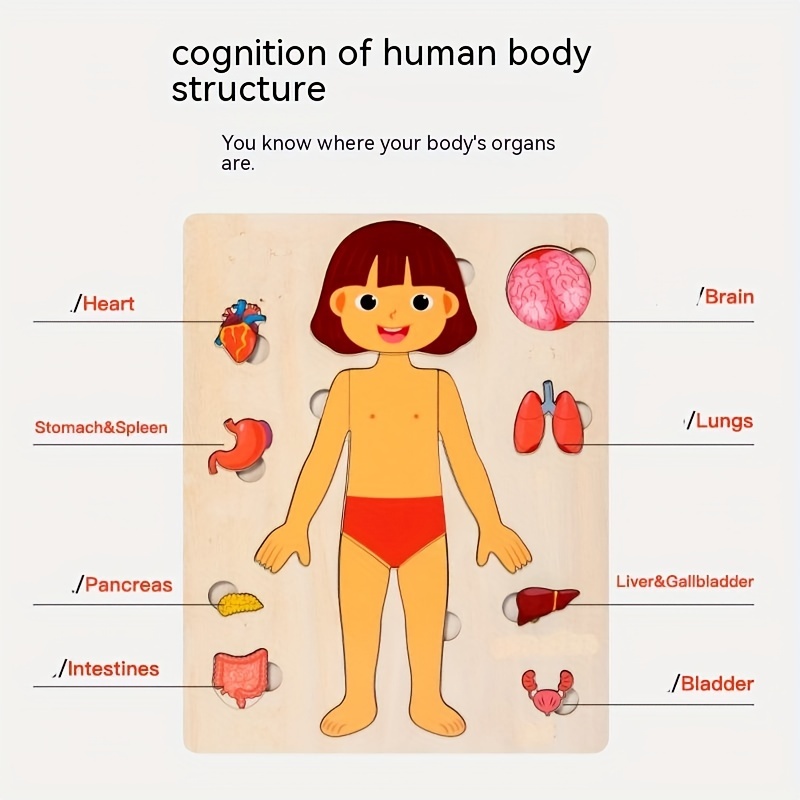 Пазлы с человеческим телом для – обзор и цена Human Body Puzzle