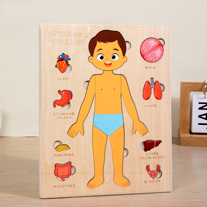 Пазлы с человеческим телом для – обзор и цена Human Body Puzzle