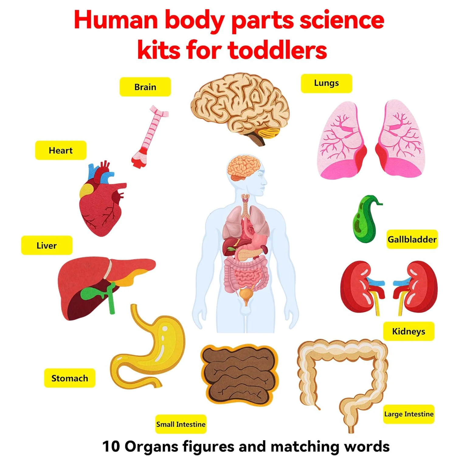 Детали человеческого тела, фет – обзор и цена Human Body Puzzle