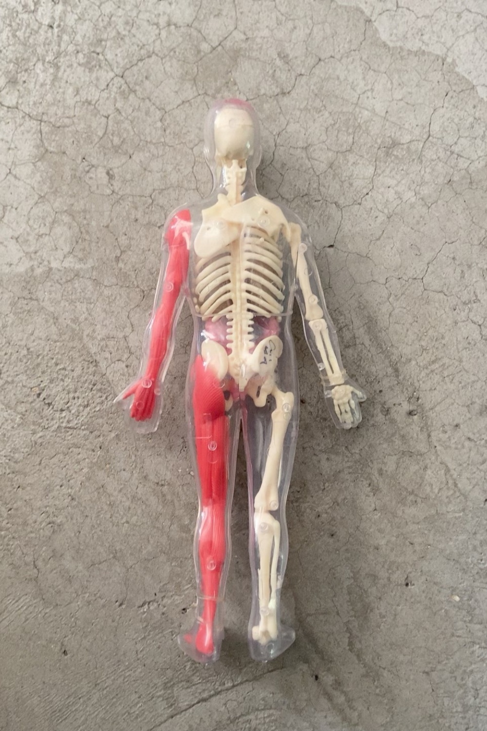 В наличии: Оригинальная модель – обзор и цена Human Body Puzzle