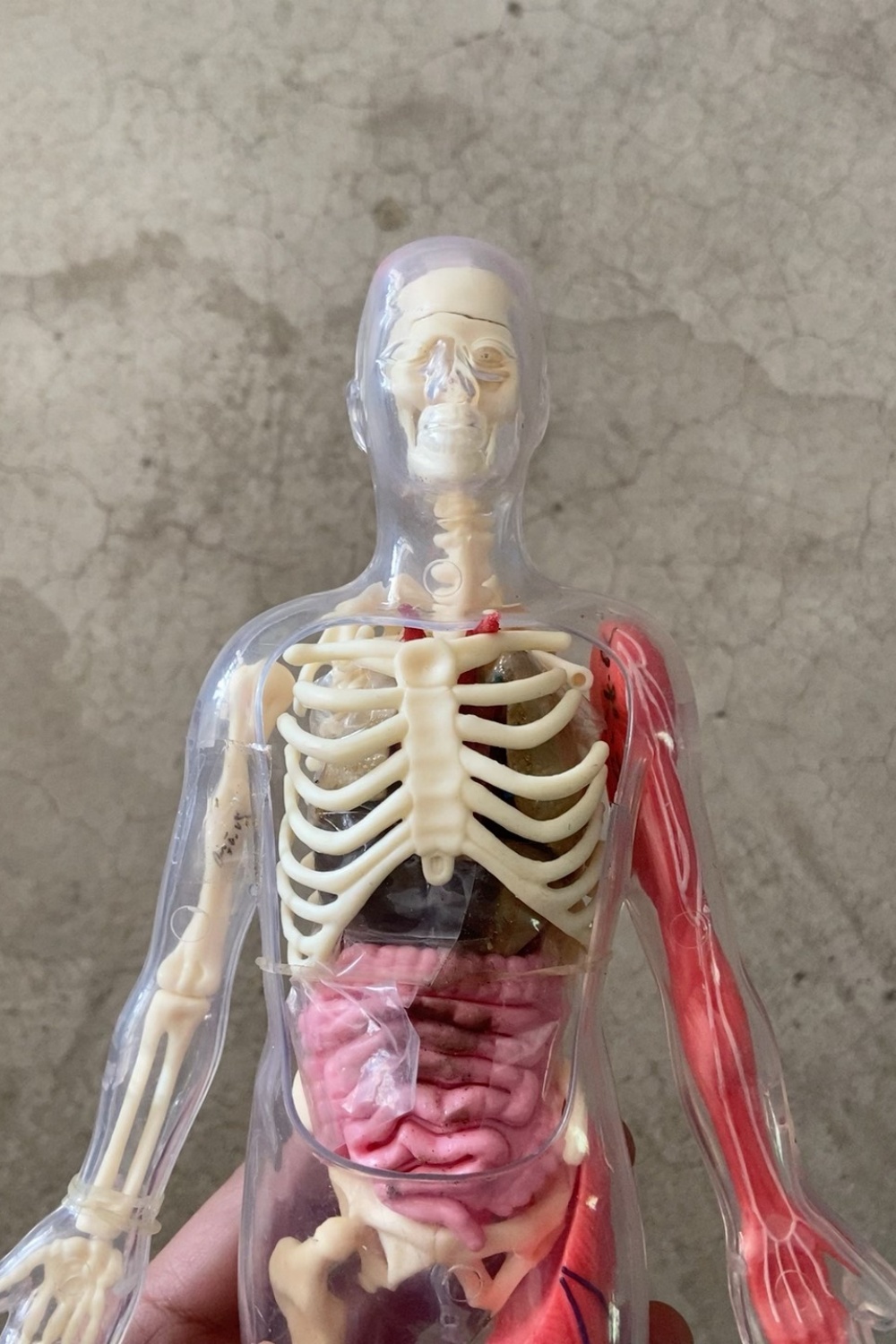 В наличии: Оригинальная модель – обзор и цена Human Body Puzzle