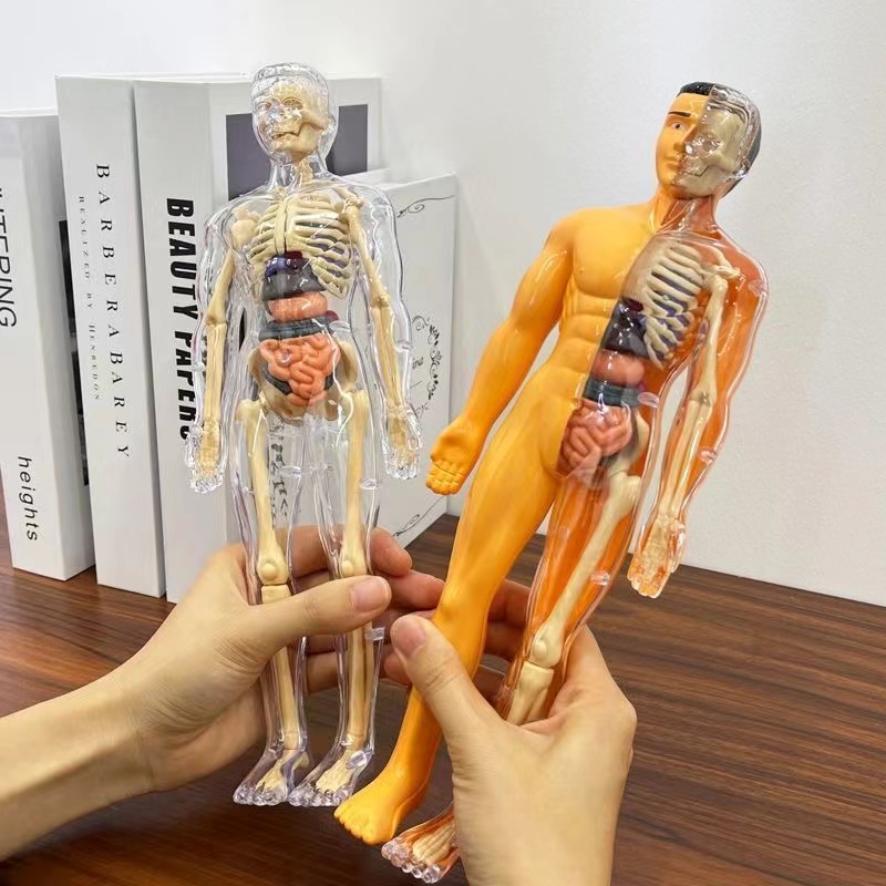 3D модель туловища человеческо – обзор и цена Human Body Puzzle