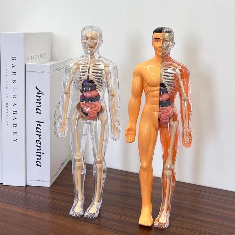 3D модель туловища человеческо – обзор и цена Human Body Puzzle