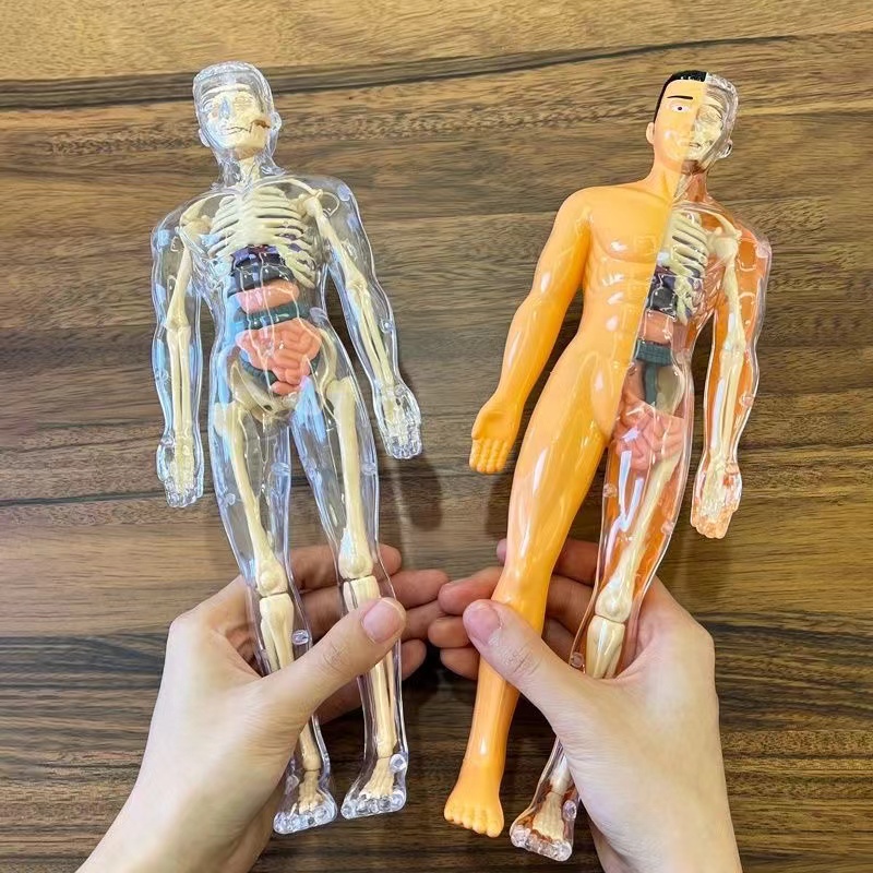 3D модель туловища человеческо – обзор и цена Human Body Puzzle