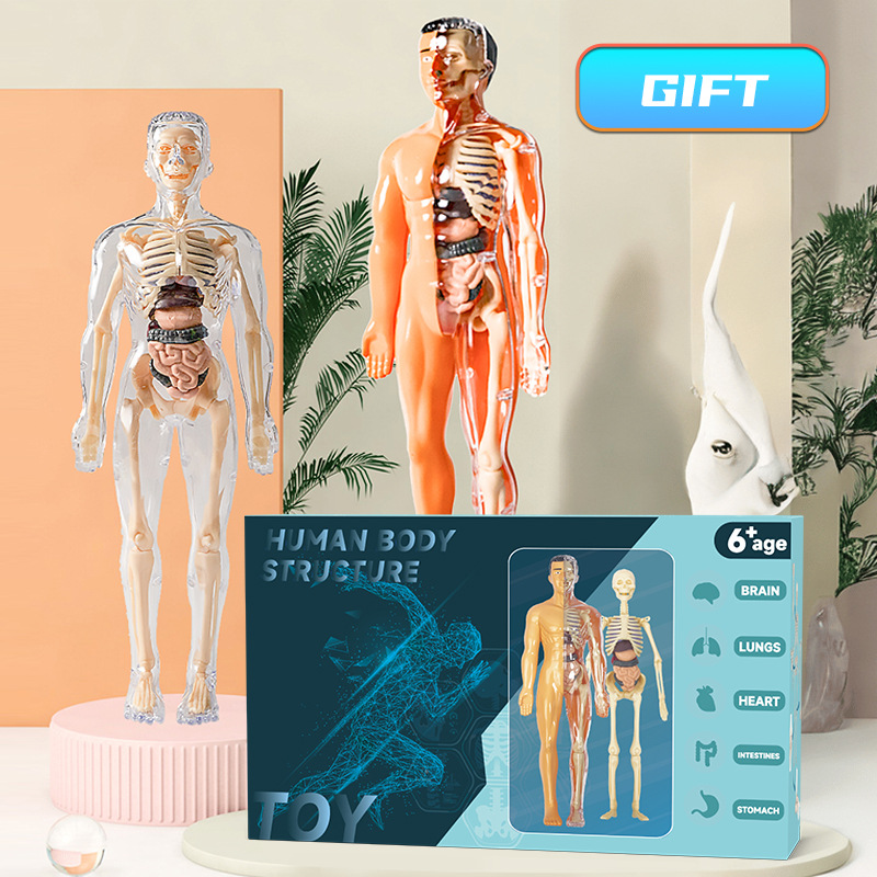 Модель детского анатомического – обзор и цена Human Body Puzzle