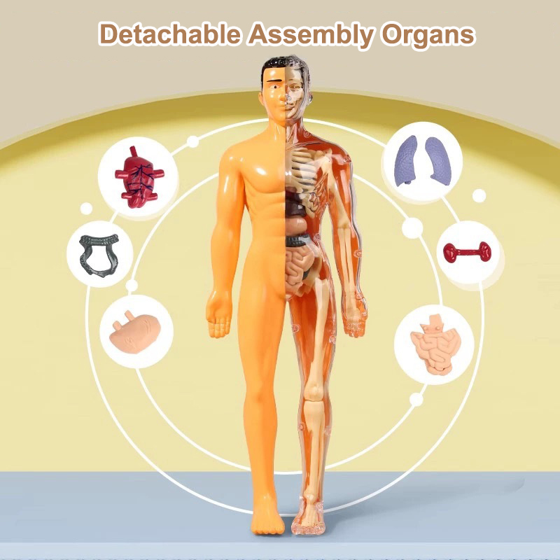 Модель детского анатомического – обзор и цена Human Body Puzzle