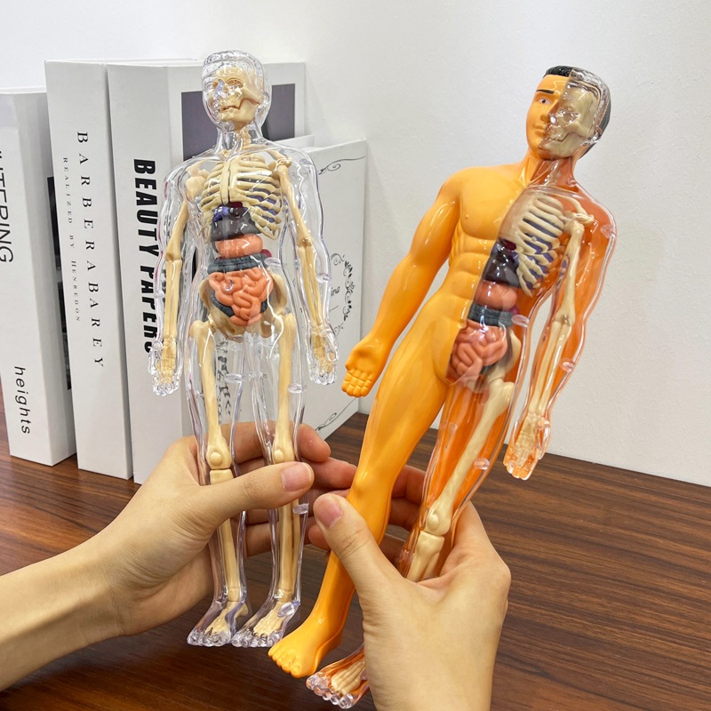 Модель детского анатомического – обзор и цена Human Body Puzzle