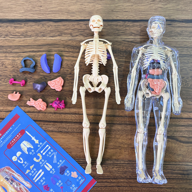 Модель детского анатомического – обзор и цена Human Body Puzzle